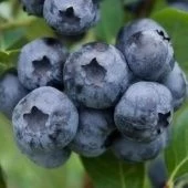 Голубика Блюкроп высокорослая (ПОИСК)