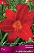 Лилейник гибридный Кэмпфайр Эмберс (ПОИСК)