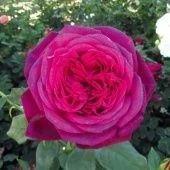 Роза Иоганн Вольфганг фон Гете чайно-гибридная (Садовита)