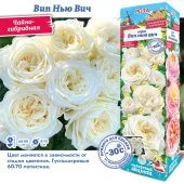 Роза Вип Нью Вич чайно-гибридная (Сиб сад)