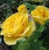 Роза Дорис Дэй флорибунда (Сербия Империя роз)