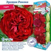 Роза Эротик Рококо спрей (Сиб сад)