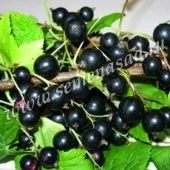 Смородина черная Ядреная (ПОИСК)