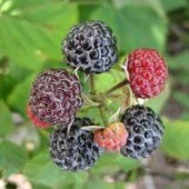 Малина Крепыш  (штамбовый тип куста) (ПОИСК) 