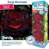 Роза Блэк Баккара чайно-гибридная (Сиб сад)