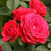 Роза Доминика спрей (Сиберика)