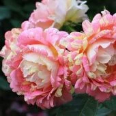 Роза Роз де Цистерсьен шраб (Золотая сотка Алтая)