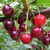 Вишня Лебедянская (в коробке) (ПОИСК)