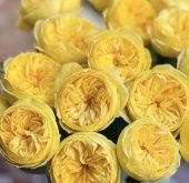 Роза Каталина спрей (Барнаул)