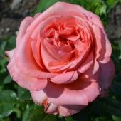 Роза Лондон Ай чайно-гибридная (Золотая сотка Алтая)