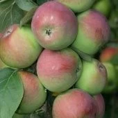 Яблоня колонновидная Джин (в коробке) (ПОИСК)