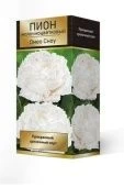 Пион Омео Сноу травянистый (ПОИСК)