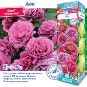 Роза Аои японская (Сиб сад)