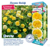 Роза Поэтс Вайф английская (Сиб сад)