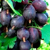 Крыжовник Черносливовый (ПОИСК)