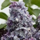 Сирень обыкновенная Надежда  (ПОИСК)