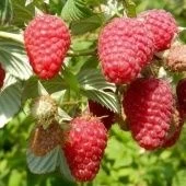 Малина Гусар (ПОИСК)