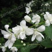 Жасмин садовый (Чубушник) Балет Мотыльков (ПОИСК)