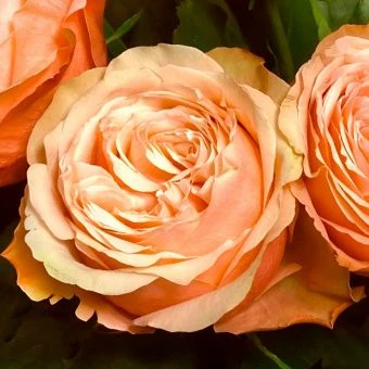 rose_kahala_Sebirika