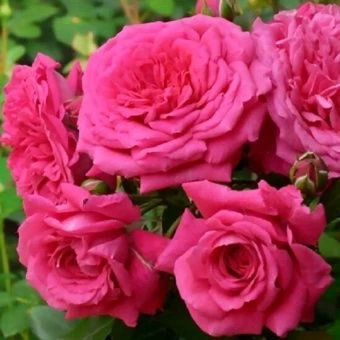 1649960721_8-vsegda-pomnim-com-p-roza-pletistaya-laguna-foto-8