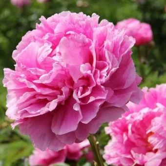 00028395_Пион Александр Флеминг травянистый (ПОИСК