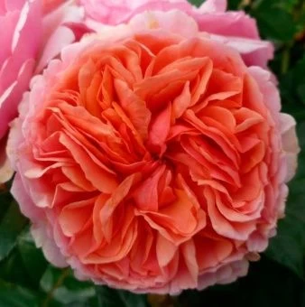 00043522_Роза Чиппндейл чайно-гибридная (Татарстан