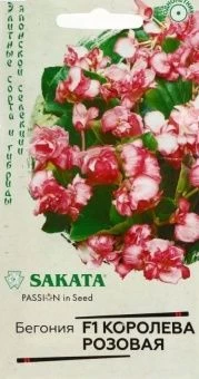 00040884_Бегония Королева розовая F1 вечноцветущая