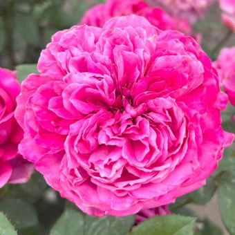 c6a94d1b657ebc96bd8782d021b91ada