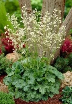 geihera_krovavo_krasnaya_white_cloud