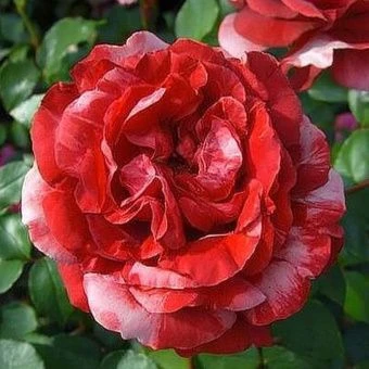 roza-pletistaya-brauni