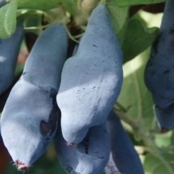 jimolost_sedob_lebedushka