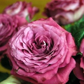 Wholesale-Precious-Moments-Garden-Roses-1000x1000