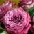 Wholesale-Precious-Moments-Garden-Roses-1000x1000