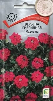 00035835_Вербена Маджента гибридная 0,1г (ПОИСК)
