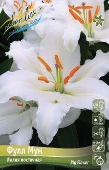 Lilium Full Moon