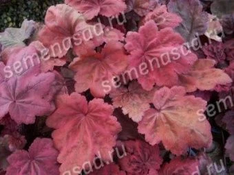 geihera_gibrid_otem_livs