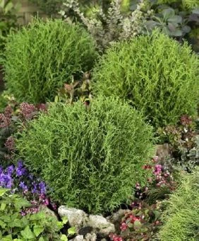 Thuja occidentalis Little Champion