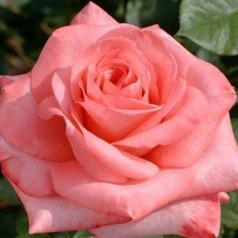 1650248654_54-vsegda-pomnim-com-p-roza-artur-bell-foto-55