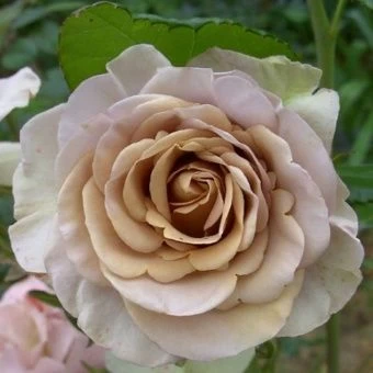 c61e270c8ec8b1e001b9ed865be