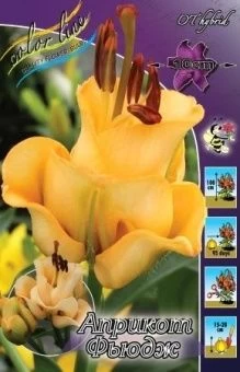 00027559_Лилия Априкот Фьюдж ОТ 3шт (КолорЛайн)