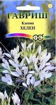 00010066_Клеома Хелен (Гавриш)