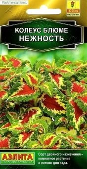 00040816_Колеус блюме Нежность (Аэлита)