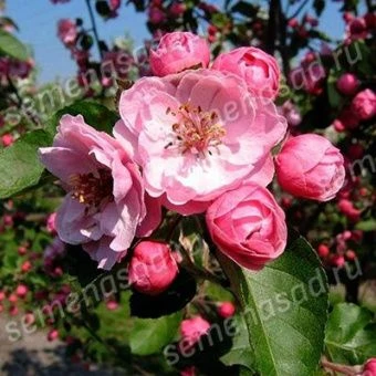 yablonya_dekorativ_brandy_magic