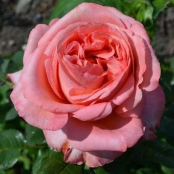 88qmyclaucyn15k_172031a7