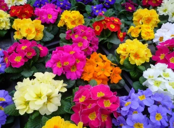 Примула Крупноцветная (НК)