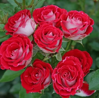 Снимок экрана 2026-02-09 115103