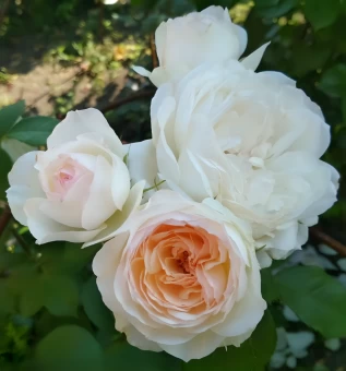 Rosa_Stephanie_Baronin_zu_Guttenberg_Siberika