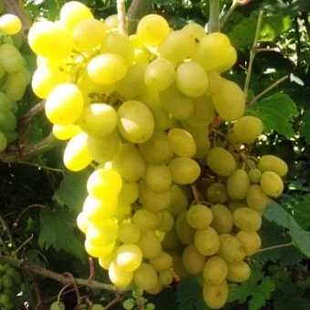 00044039_Виноград плодовый Гарольд (ПОИСК)