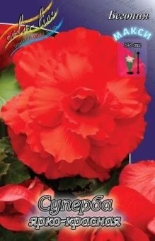 00036196_Бегония суперба Ярко Красная 5шт (КолорЛа