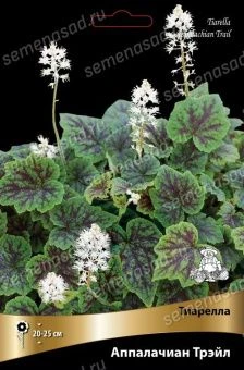 tiarella_apalachian_treil_kaper